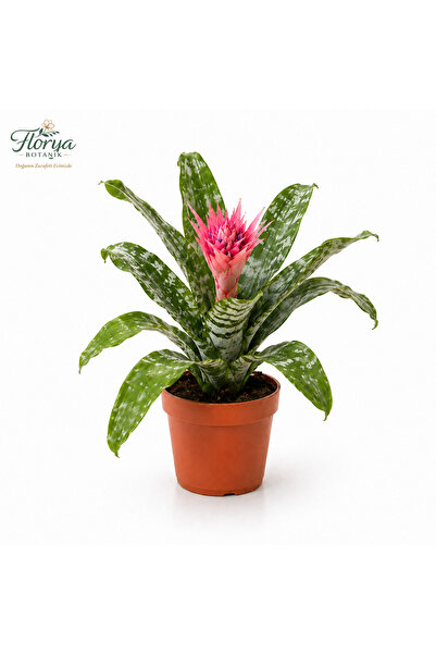 Florya Botanik Aechmea Bitkisi Eşmeya Kupa Çiçeği 40-60 cm İthal Canlı Saksıd...