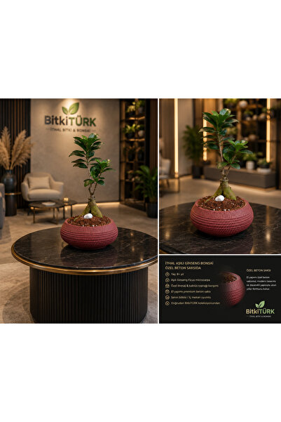 BitkiTÜRK 🌿 İthal Aşılı Ginseng Bonsai – Özel Dokulu Beton Saksıda Premium İ...