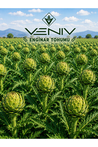 VENİV 15 Adet Enginar Tohumu