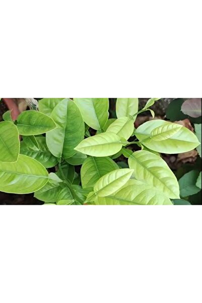 YAĞMUR FİDANCILIK Taze Limon Yaprağı- 1 adet