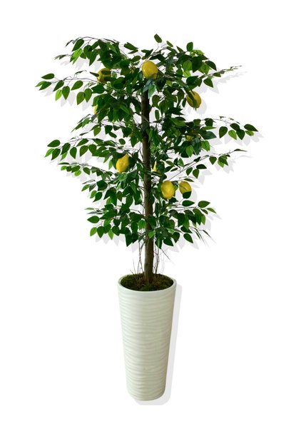 Empressco Yapay Ağaç, Limon Ağacı, 170 cm, Beyaz Kum Saksı, Dekoratif Bitki
