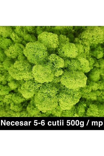 Roberto Rossi Preserved lichens cleaned and without roots 500g NET, ULTRA PRE...