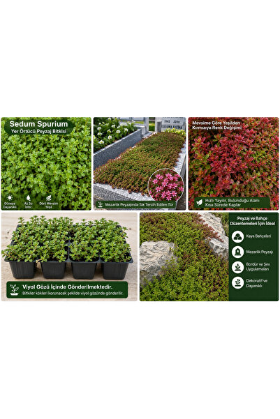 FİDEİSTE Sedum Spurium Yer Örtücü Peyzaj Bitkisi – Viyol Gözü İçinde Gönderim...