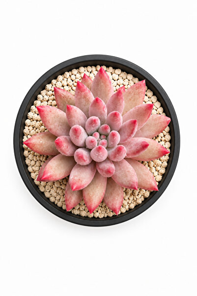 Mialys Premium Seri | İthal Sukulent ‘Goldfish Hime’ Echeveria Renkli Koleksi...