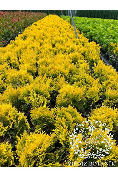 YILDIZ BOTANİK Sunkist Top Mazı Bitkisi Thuja Occidentalis Sunkist Fidanı 25-...