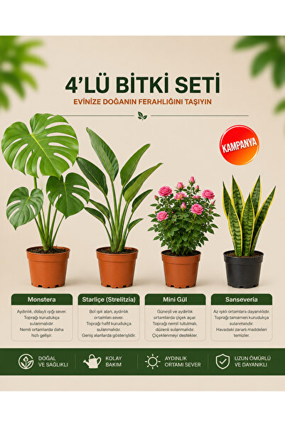 gardenkoala Monstera – Strarliçe – Mini Gül - Sansevieria Superba – 4'lü Bitk...