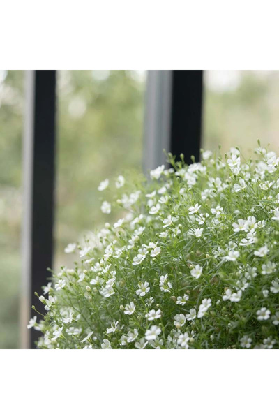 121 White Gypsophila (Baby's Breath) Flower Seeds 100 Seeds Potted Garden Orn...