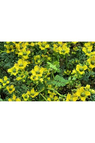Green Health ΒΟΤΑΝΟ ΑΠΗΓΑΝΟΣ 1ΤΕΜ 100gr