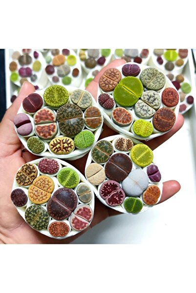 ATLANTE CACTUS Lithops renkli set - 10’lu