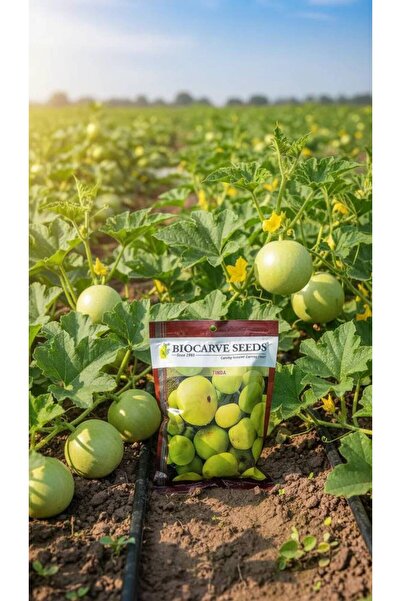OEMS Tenda Hybrid Seeds: Abundant harvest, exceptional quality