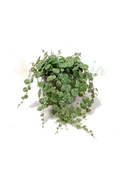Eufloria Peperomia prostrata Ø9cm