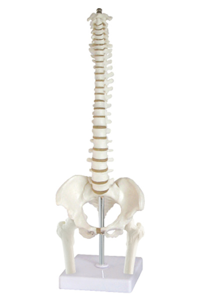 EgeAnatomi Maketleri Femur Başlı Omurga Modeli, 45 cm - Omurga Maketi