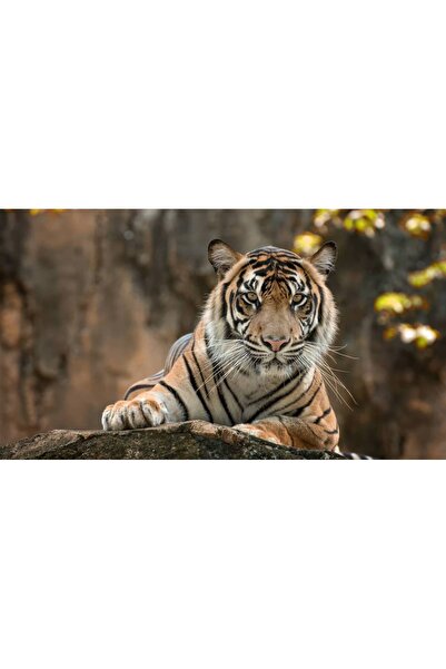 Persona Tablou canvas 100 x 70 cm, Animale model 111
