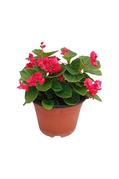 BİORGANİX Begonia Fidanı (Begonya Çiçeği) Fuşya 10-20 cm