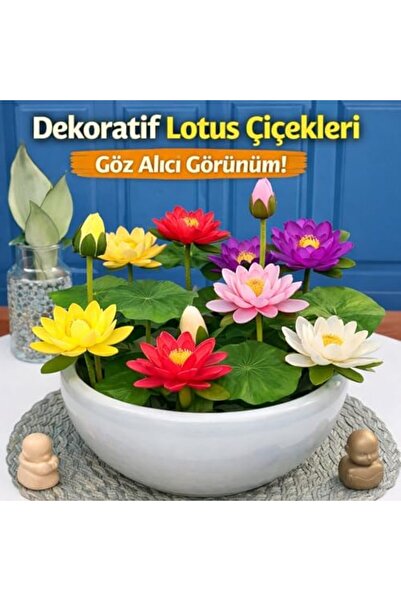 Yıldızan Balance Life Lotus Çiçeği Tohumu 5 Adet – Nilüfer Çiçeği Tohumu Nadi...