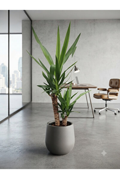 Yades Canlı Yucca Ağacı ev-ofis 105 cm - 2 Gövdeli - 18x20 cm üretim Saksıda ...