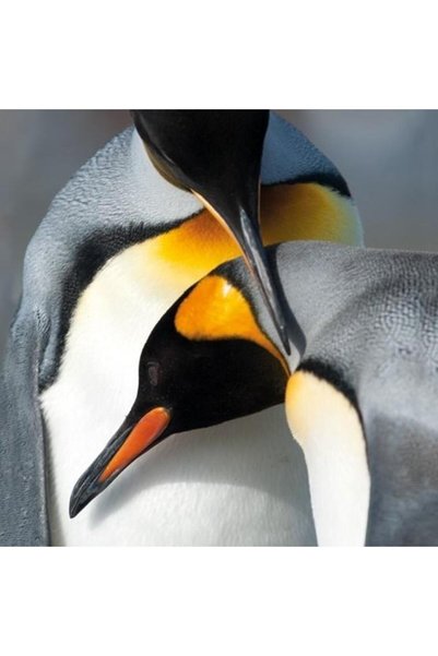 Museums & Galleries Karnet patrat/ felicitare cu plic King Penguins, ilustrat...