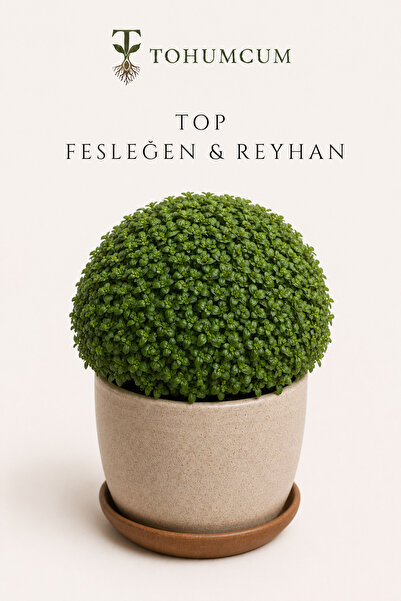 TOHUMCUM Doğal Top Fesleğen & Reyhan Tohumu (200 ad) | Ata Tohum