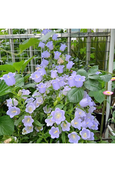 123 600 Pieces of Mixed Seeds, Campanula Seeds That Attract Pollinators, Attr...