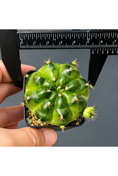 variegataseeds Gymnocalycium Green Marble Kaktüs