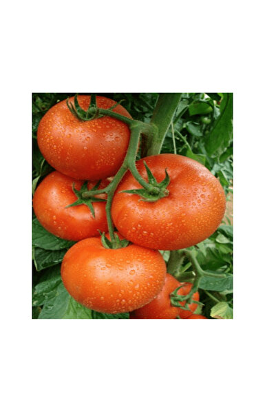 Garden Σπόρος Ντομάτας Βίτεξ F1