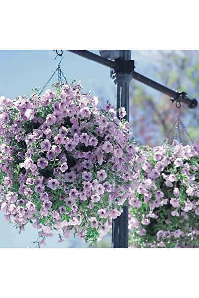 Bloom & Sow Seed بذور بيتونيا لافندر فاتح اللون، ذات إزهار كثيف، فترة إزهار ط...