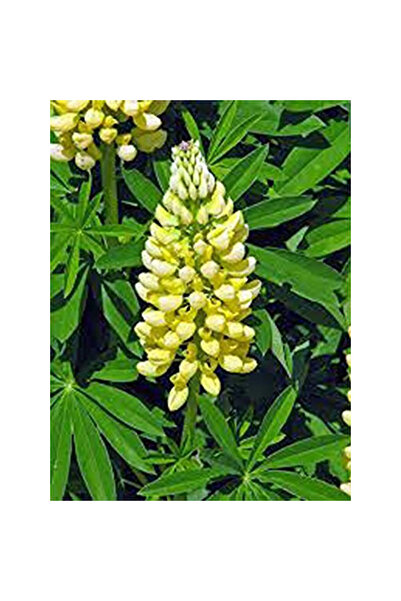 Bloom & Sow Seed بذور اللوبين الصفراء الفاتحة، نبات اللوبين المتعدد السنوي طو...