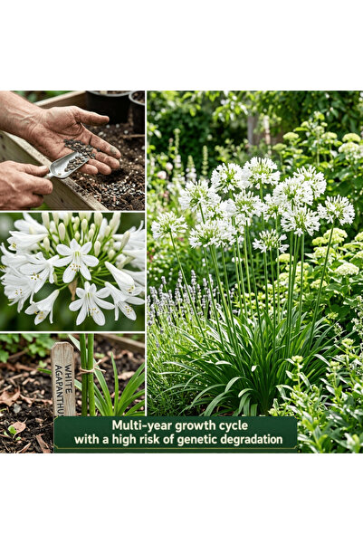 Bloom & Sow Seed بذور زنبق الأجابانثوس الأبيض – زنبق أفريقي أبيض دائم، بزهور ...