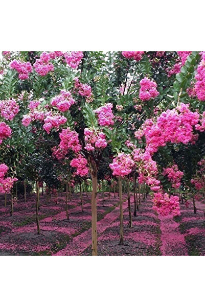 Bloom & Sow Seed Pink Lagerstroemia Seeds, Crape Myrtle Tree for Courtyard Ro...
