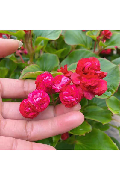 Bloom & Sow Seed Bright Red Double Begonia Seeds With Pink Edge, Compact Dwar...