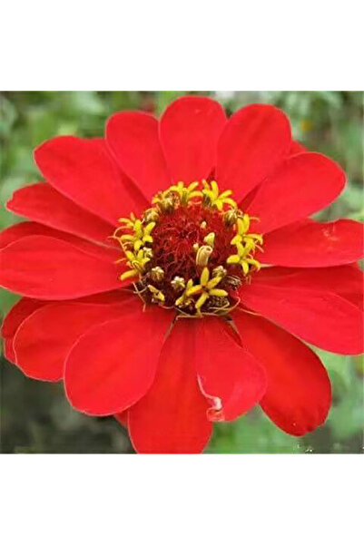 Bloom & Sow Seed Bright Red Zinnia Seeds, Easy‑Grow Annual Flower, Perfect fo...
