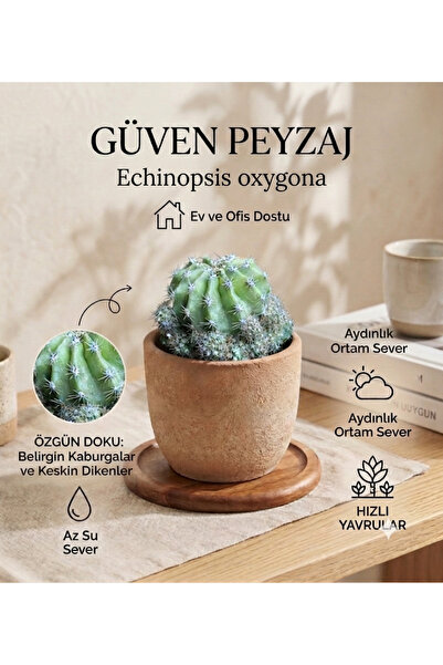 Echinopsis Oxygona Kaktüs – Dekoratif Saksılı Kaktüs – Canlı Ev ve Ofis Bitkisi-Elit Kaktüs