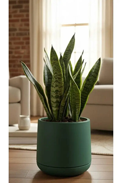 poliva home Atlas Saksı 7 Litre Büyük Boy Dekoratif Saksı 32 cm İç Dış Mekan ...