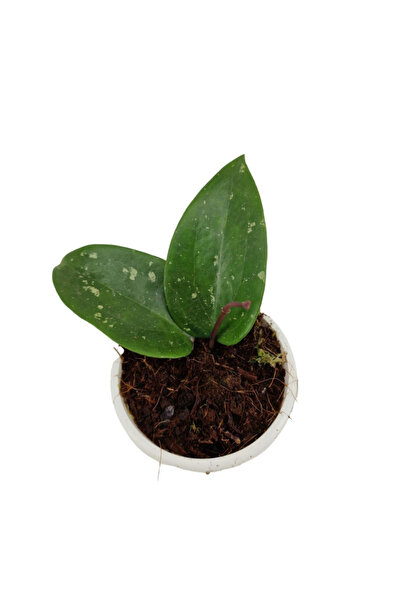 Eufloria Hoya glabra 'Padang' Ø10cm