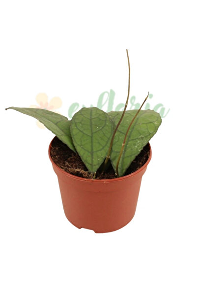 Eufloria Hoya clemensiorum 'Dark Leaf' Ø10.5cm