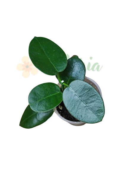 Eufloria Hoya gigas Ø10.5cm