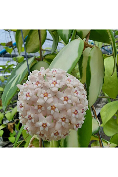 Eufloria Hoya acuta (verticillata) 'Inner Variegata' Ø12cm