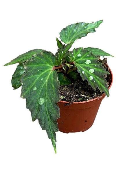Eufloria Begonia 'Mantuk' Ø8cm