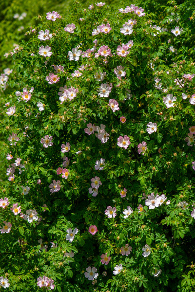 Vasada Kuşburnu Fidanı Rosa Canina (Dikenli) Tüplü 40-60 cm