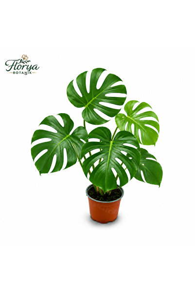 Florya Botanik Monstera Deliciosa - Deve Tabanı - Ev Ofis Salon Iç Mekan Bitk...