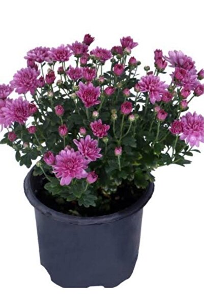 Genel Markalar Pembe Renk Kasımpatı Krizantem Chrysanthemum Çiçeği 10-20 cm