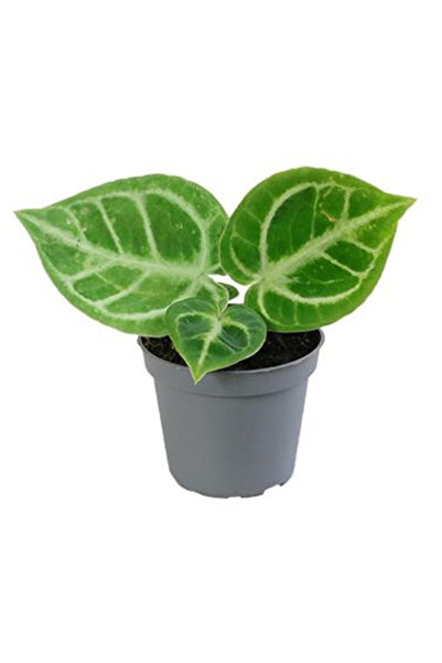 Eufloria Anthurium crystallinum 'Dorayaki' Ø6cm