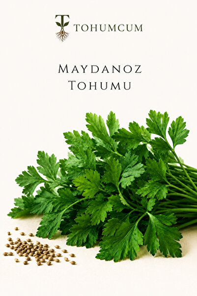 TOHUMCUM Doğal Maydanoz Tohumu (200 ad) | Ata Tohum