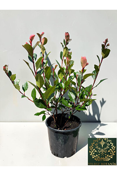 YILDIZ BOTANİK Bodur Alev Çalısı Fidanı Photinia Fraseri Little Red Robin Nan...