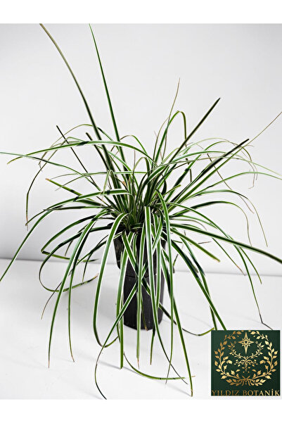 YILDIZ BOTANİK Carex Oshimensis Everest Bitkisi Alacalı Süs Çimi
