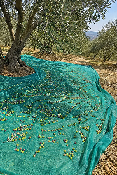 KIZIKLI AMBALAJ ZEYTİN TOPLAMA FİLESİ 6 MT X 15 MT