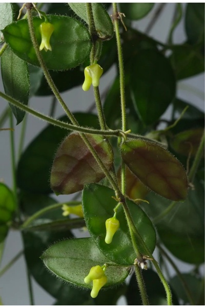 SİMAN BOTANİK Dischidia Hirsuta Yellow Flower