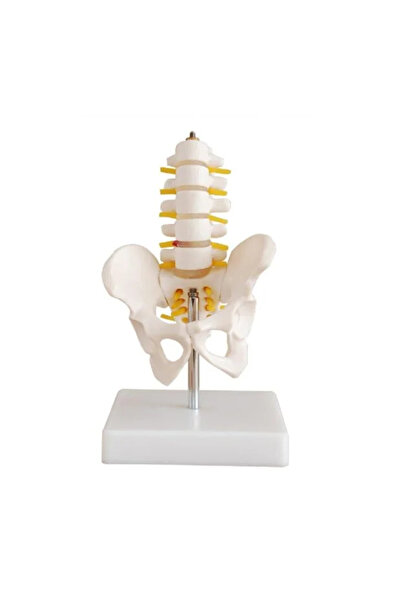 EgeAnatomi Maketleri Omurga Ve Kalça Modeli (pelvisli 5 Li Lumbar Vertebra Mo...