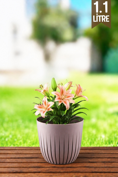 GİNZAMAİSON 1.1 Litre Line Model Dekoratif Çizgili Saksı – İç Mekan & Balkon ...