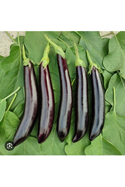 KILINÇ TROPİKAL 2 KG PATLICAN